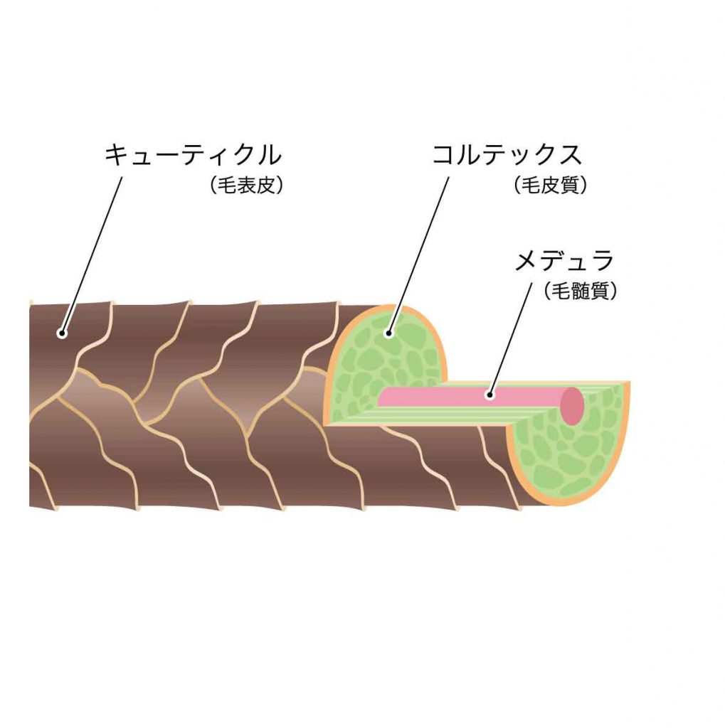 髪の毛３層構造